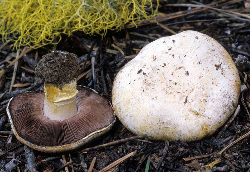 Agaricus albolutescens